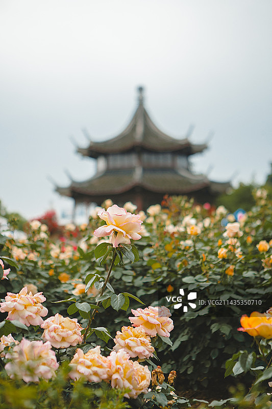 南阳月季博览园（中国月季园）图片素材