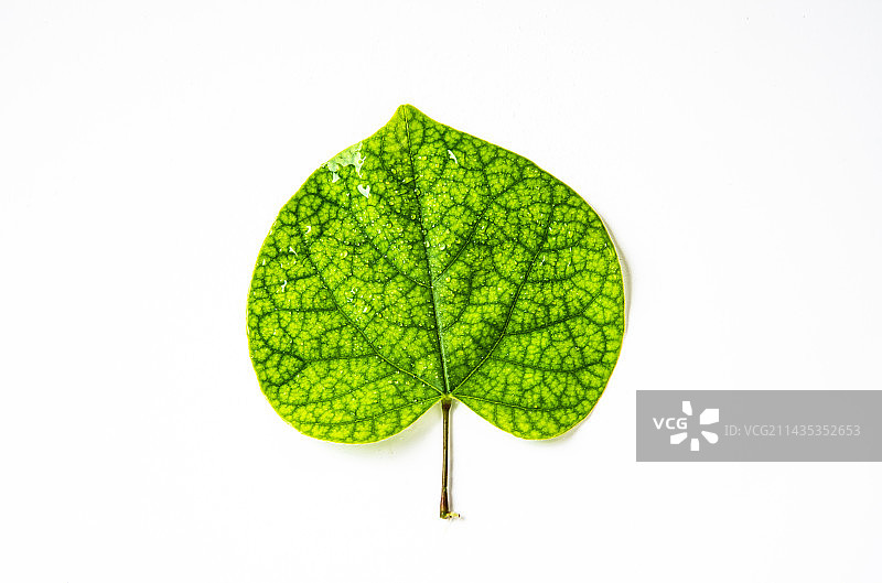 紫荆花叶子图片素材