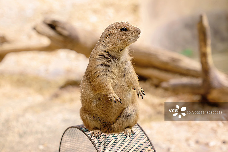 站立的土拨鼠图片素材