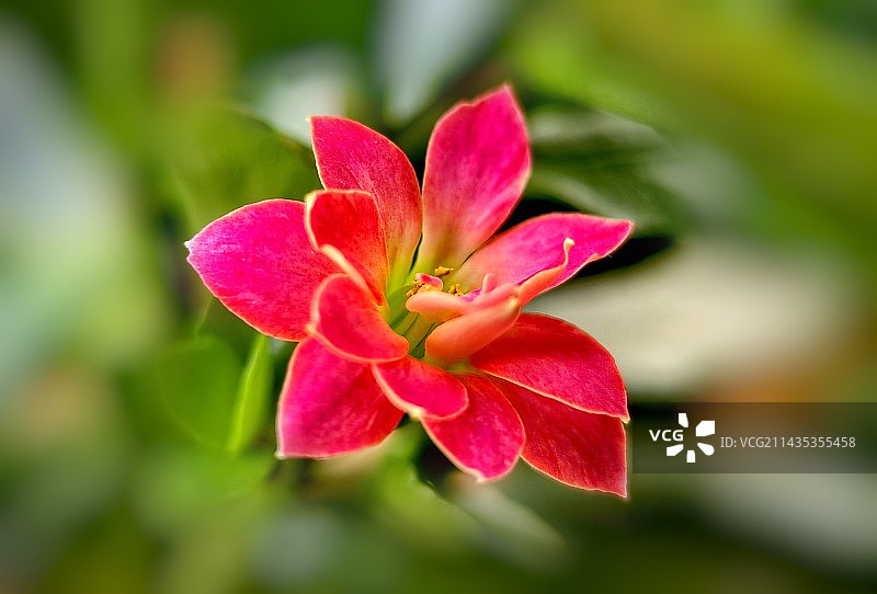 长寿花图片素材