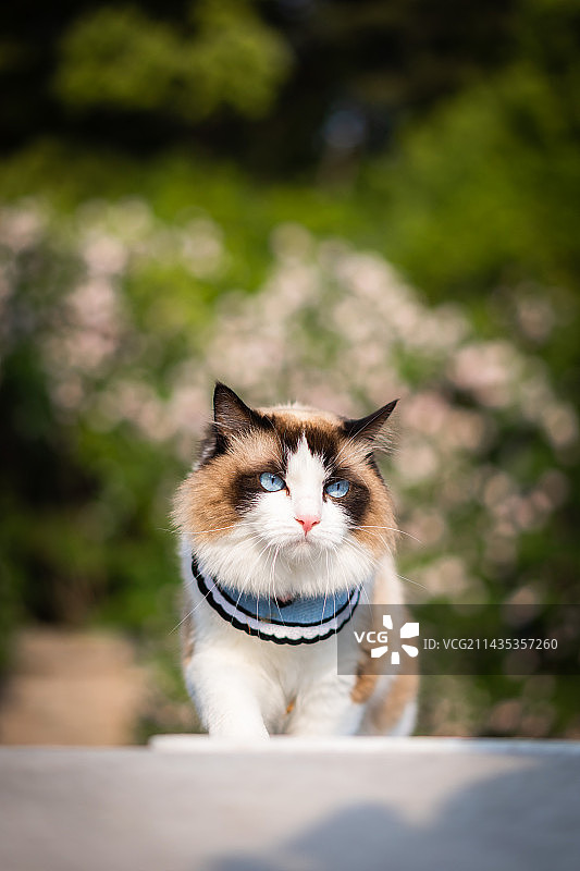 心有猛虎，细嗅蔷薇图片素材