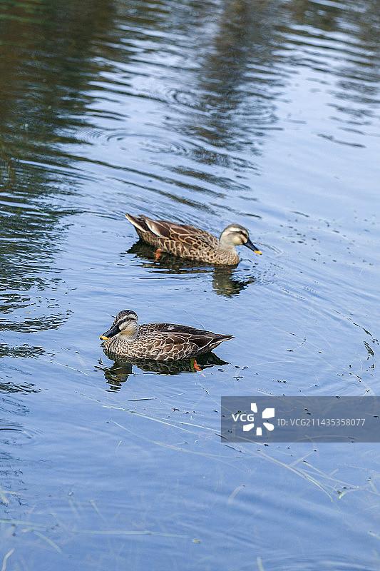 野鸭 西湖图片素材