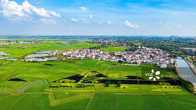 乡村振兴水稻画图片素材