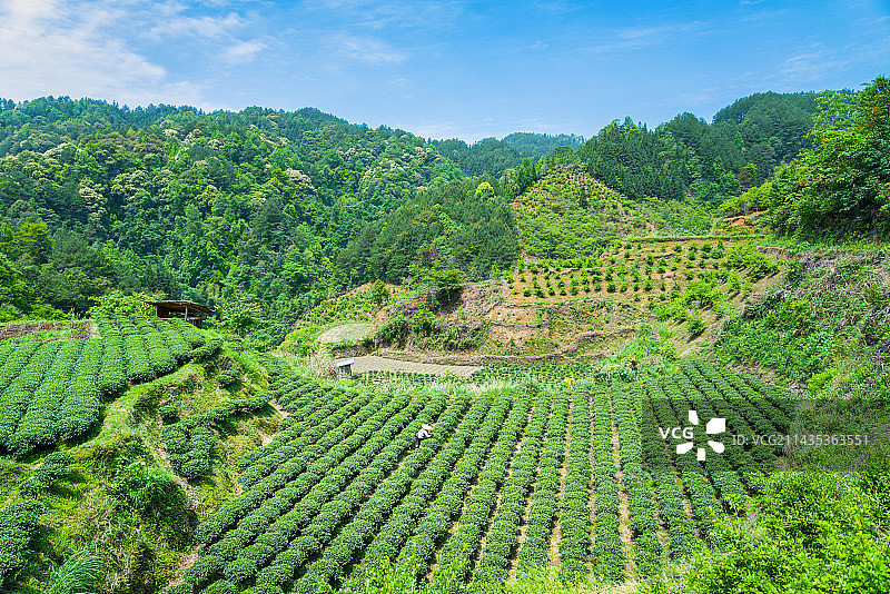 山村茶山茶园美丽风光图片素材