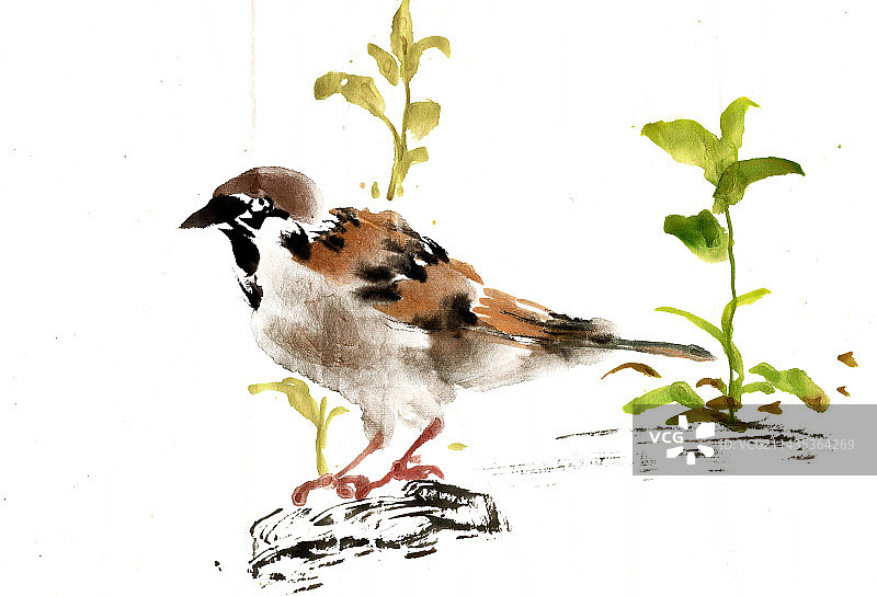 觅食的麻雀图片素材