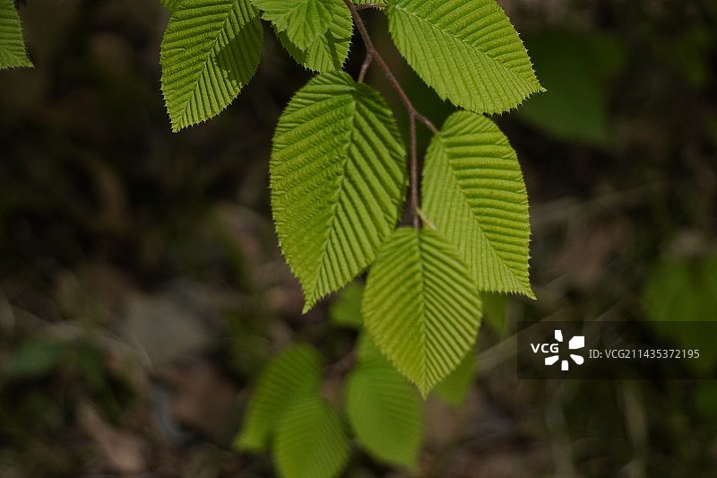 春天的太白山花草特写图片素材