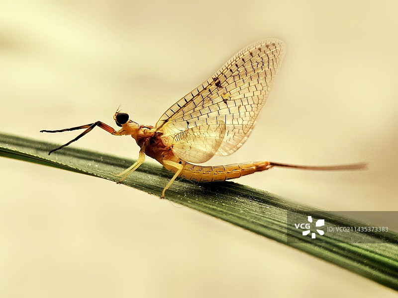 朝生暮死的蜉蝣图片素材