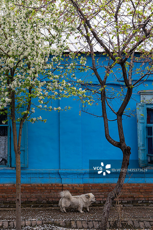 伊宁古城的春天图片素材