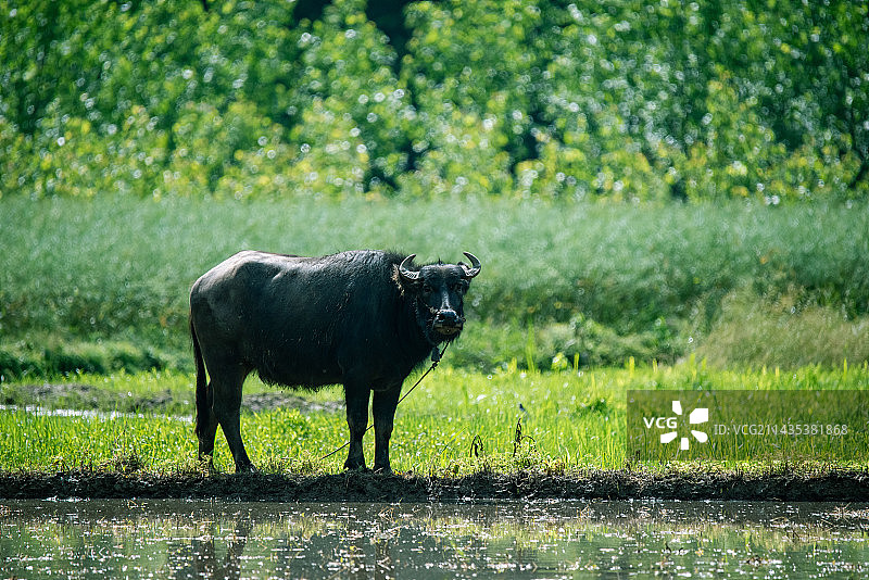 水牛图片素材