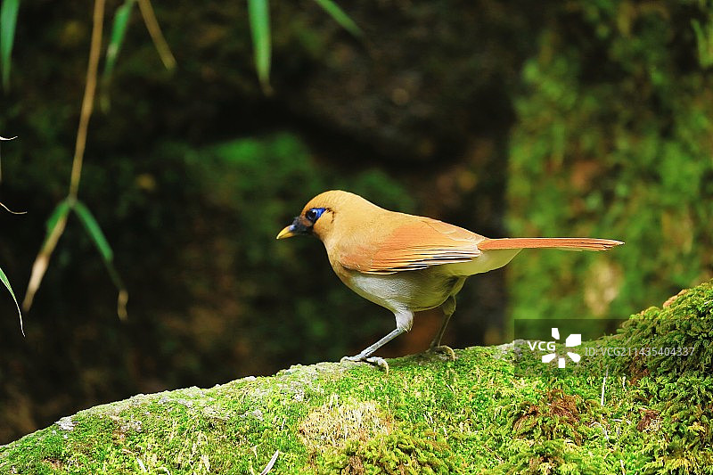 棕噪鹛图片素材
