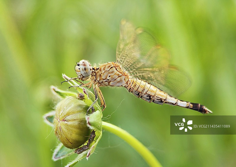 身强体健的王牌飞行员—蜻蜓图片素材