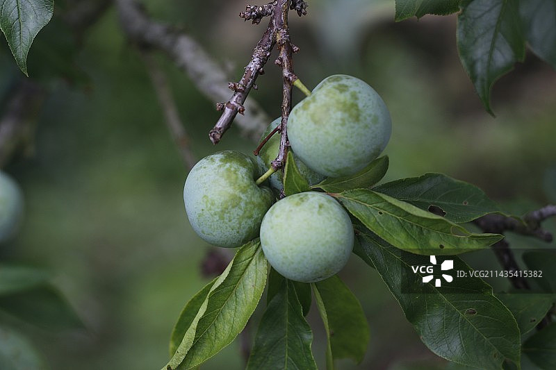 从化 桂峰村 李子图片素材