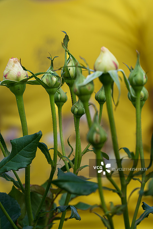 福州牛岗山公园月季花展中千娇百媚的月季花图片素材