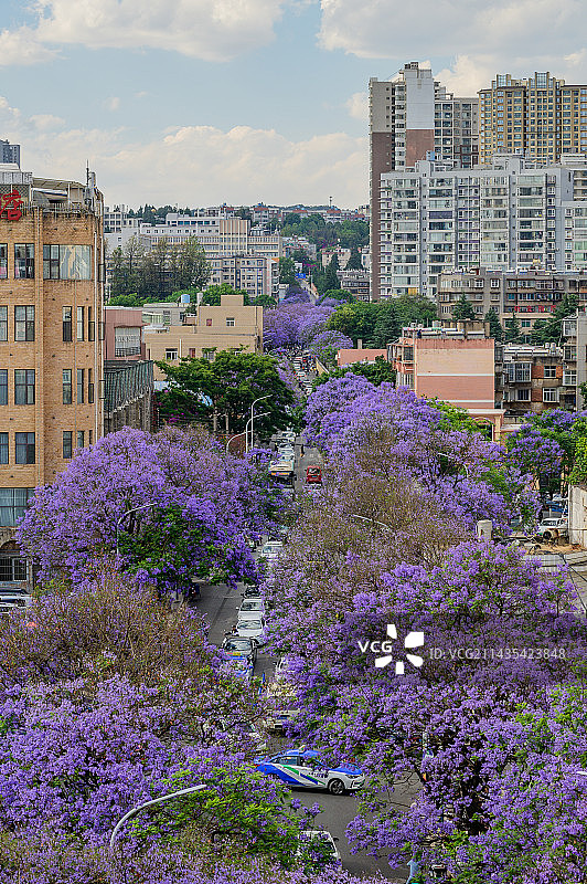 昆明蓝花楹图片素材