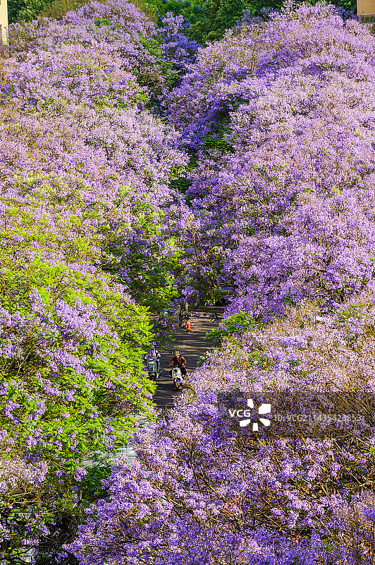 昆明蓝花楹图片素材