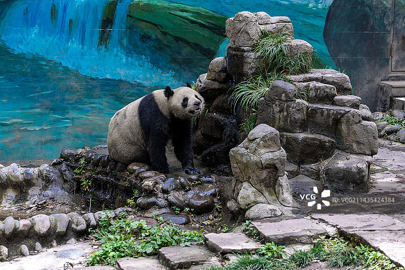 四川雅安碧峰峡熊猫基地，大熊猫正在嬉戏玩耍打架图片素材
