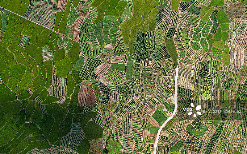 航拍一片绿色的田野图片素材