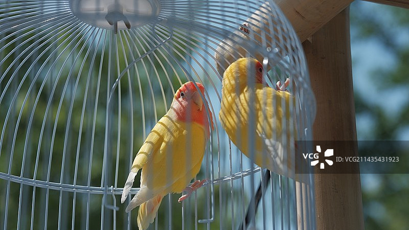 晴天鸟笼里的牡丹鹦鹉图片素材