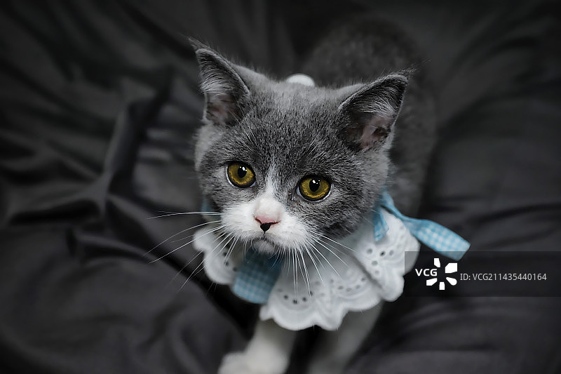 猫咪肖像图片素材