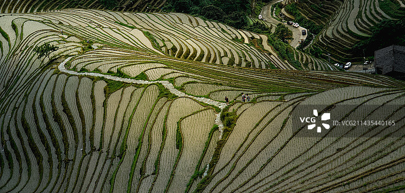 龙胜龙脊梯田图片素材
