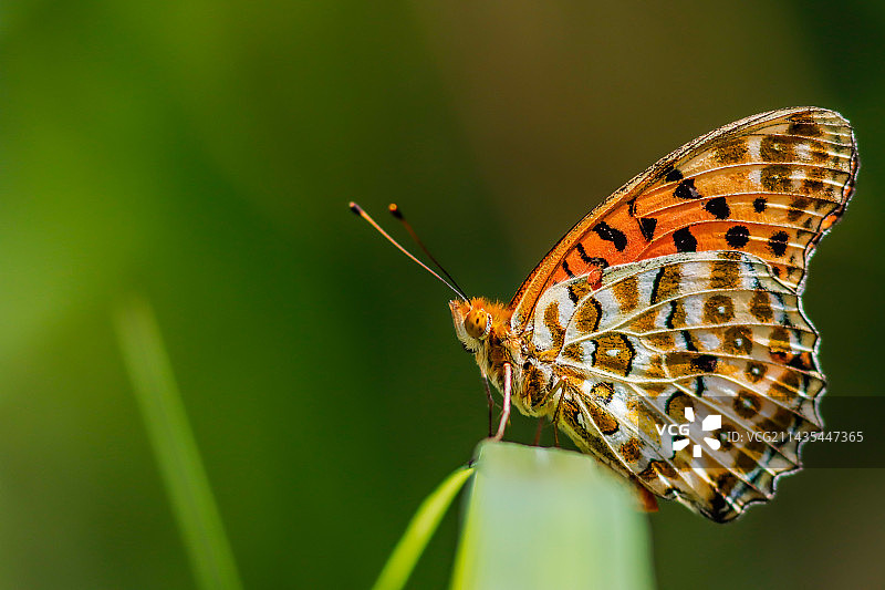 斐豹蛱蝶图片素材