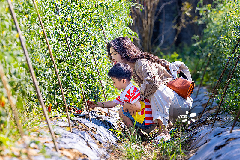 母亲和儿子在菜地里摘小番茄图片素材