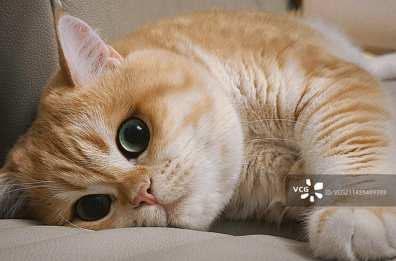 家有萌猫图片素材