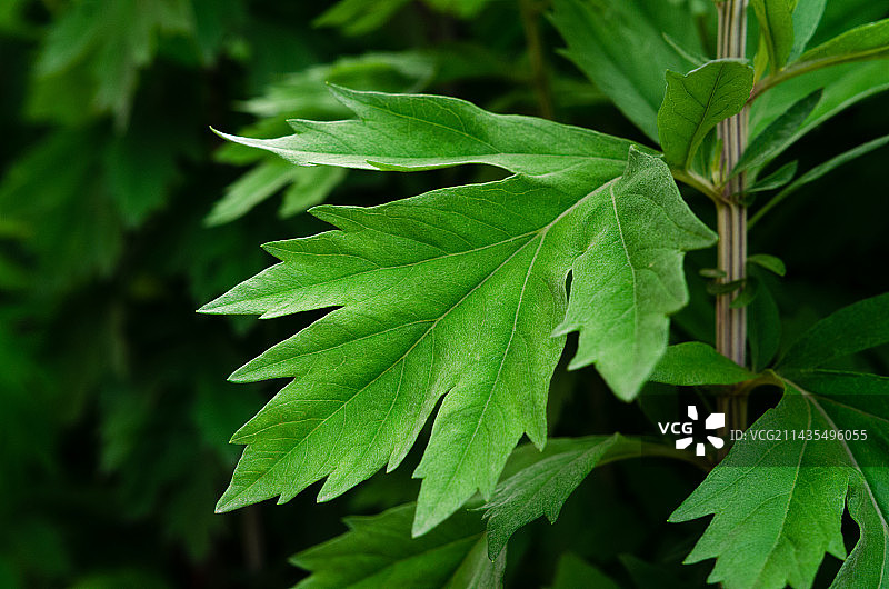 端午节植物艾草特写，Ay Tsao图片素材