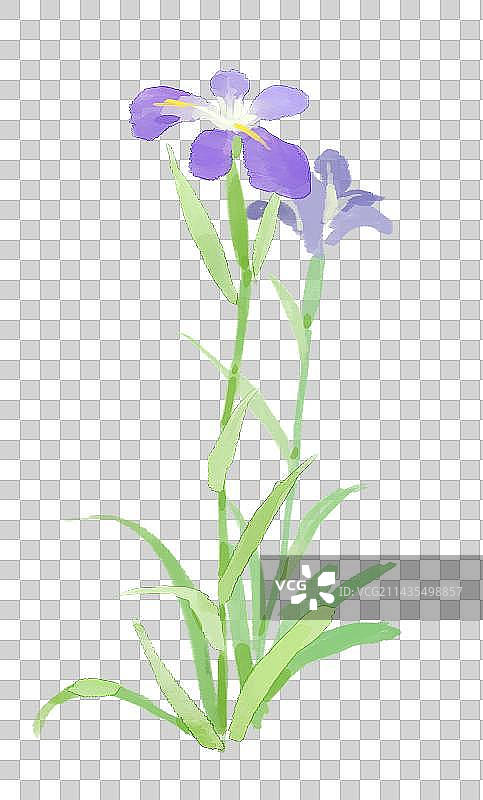 紫色的鸢尾花图片素材