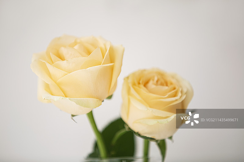 两朵香槟色玫瑰花图片素材