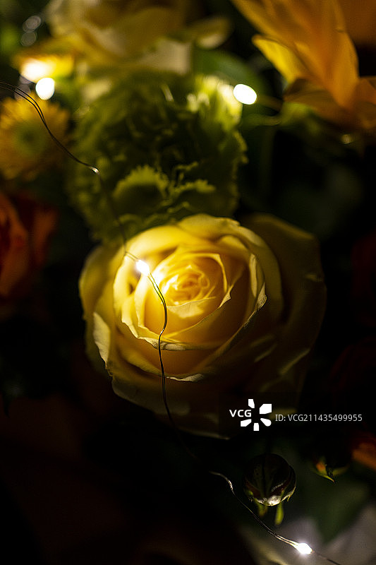 夜晚被小闪灯照亮的鲜花图片素材