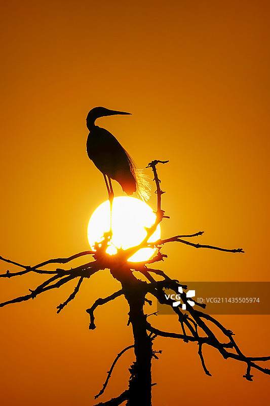 黄昏丽影图片素材