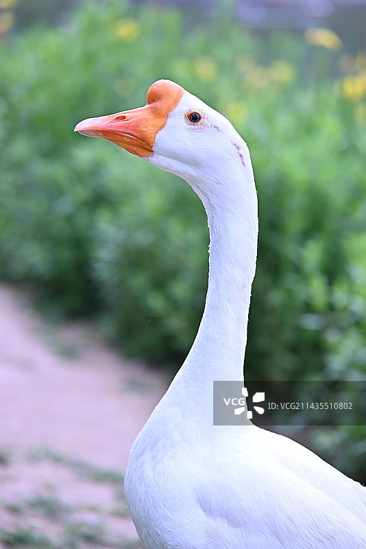 鹅的特写镜头图片素材