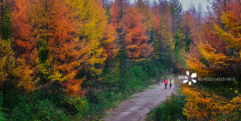 湖北利川的金秋时节图片素材