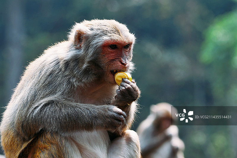 小猴子的日常生活图片素材