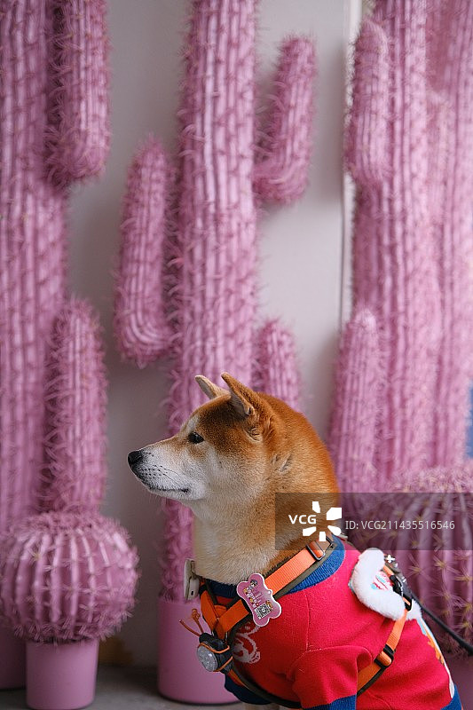 现所-上海设计周带宠看展图片素材