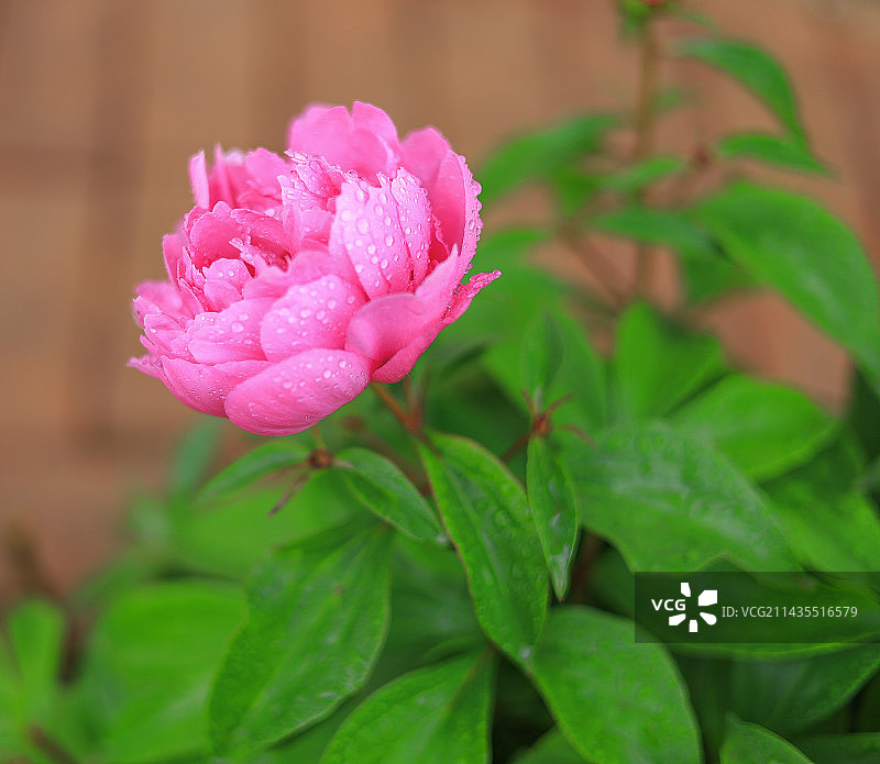 满是水珠的芍药花图片素材