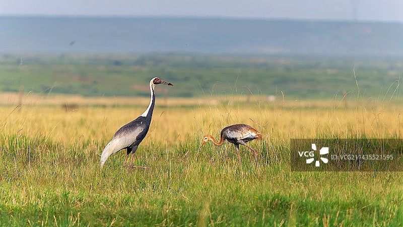 白枕鹤图片素材