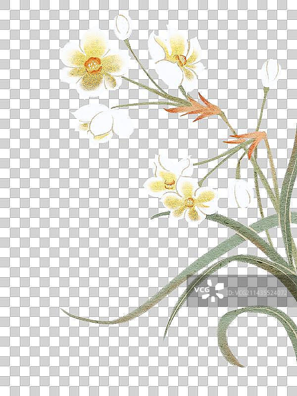 国风水仙花图片素材