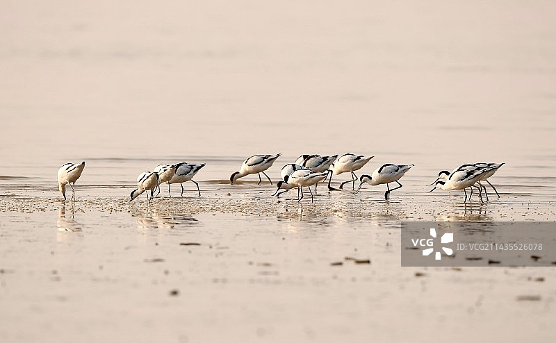 逆光反嘴鹬图片素材