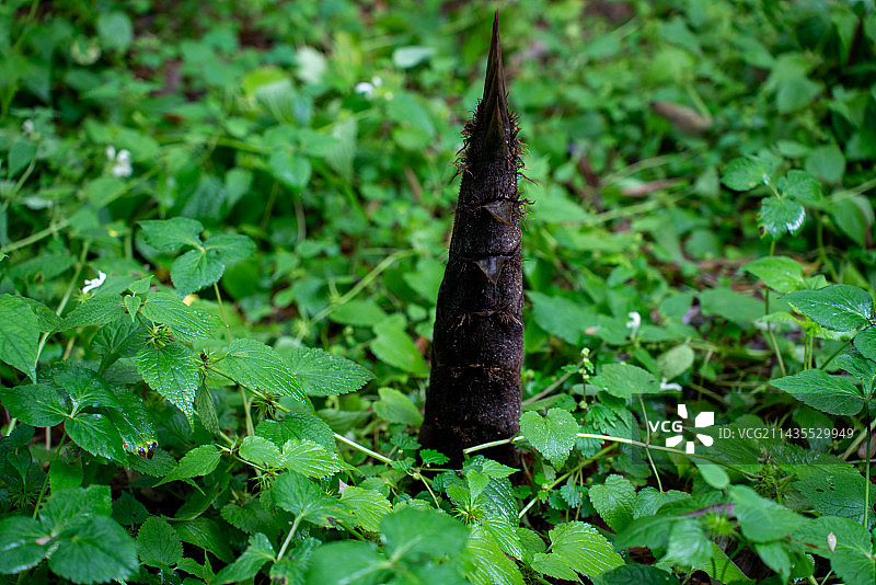 笋在野外生长的特写镜头图片素材