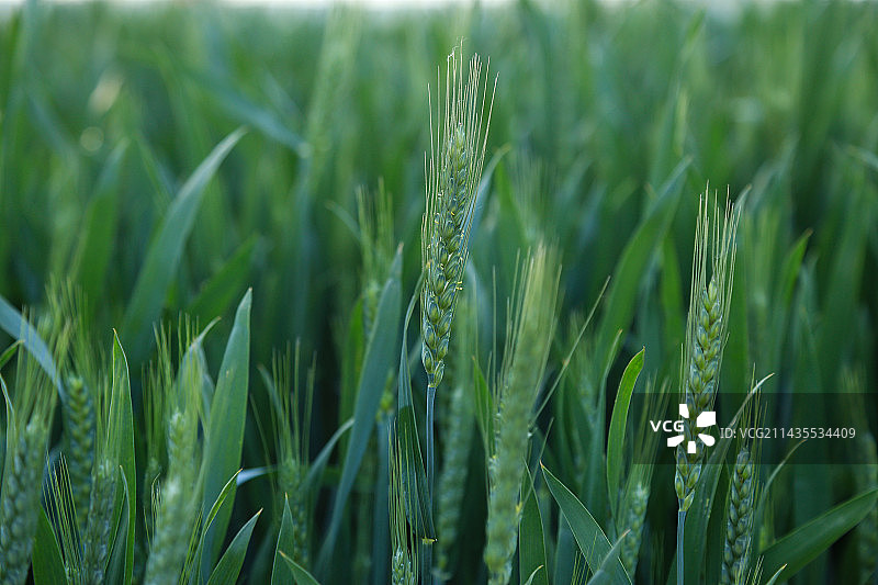 村子里的麦田图片素材
