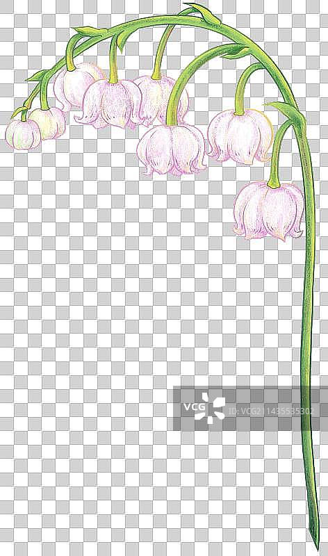 粉色铃兰花灯笼花元素图片素材