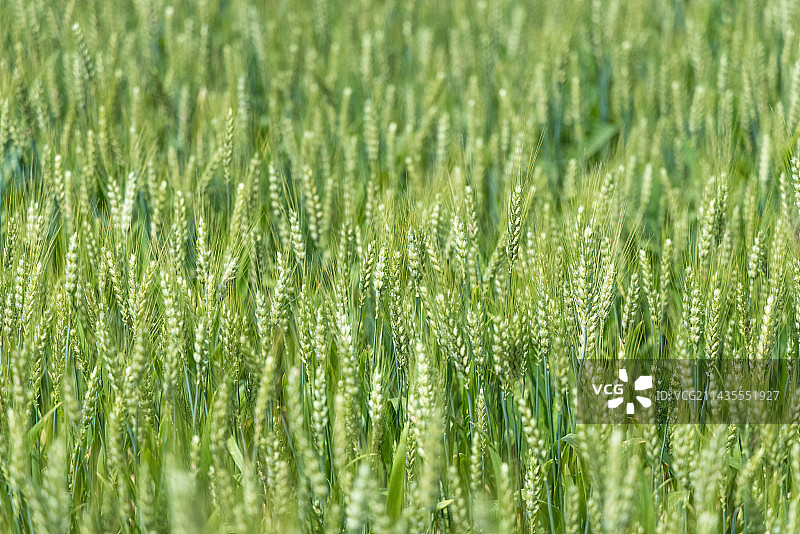绿色小麦生长图片素材