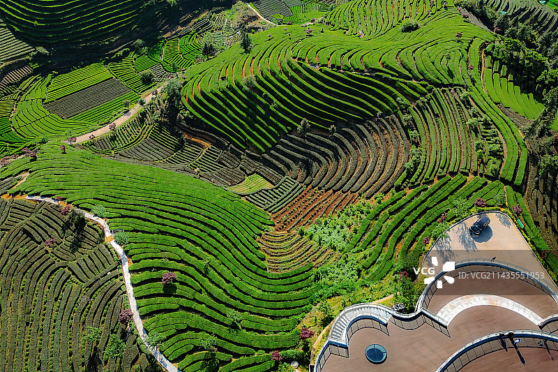 航拍茶园里的道路和桃花树图片素材