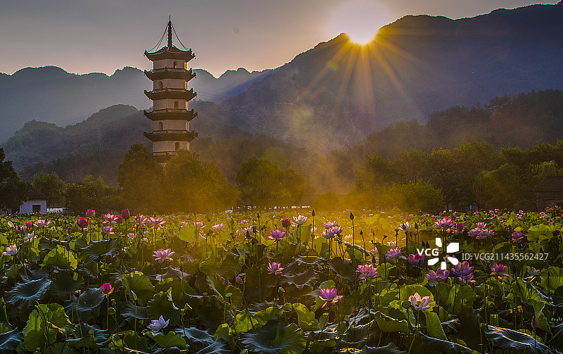 荷塘日出图片素材