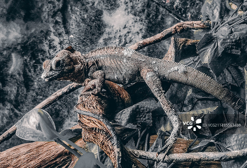 北京动物园树枝上鬣蜥的特写镜头图片素材