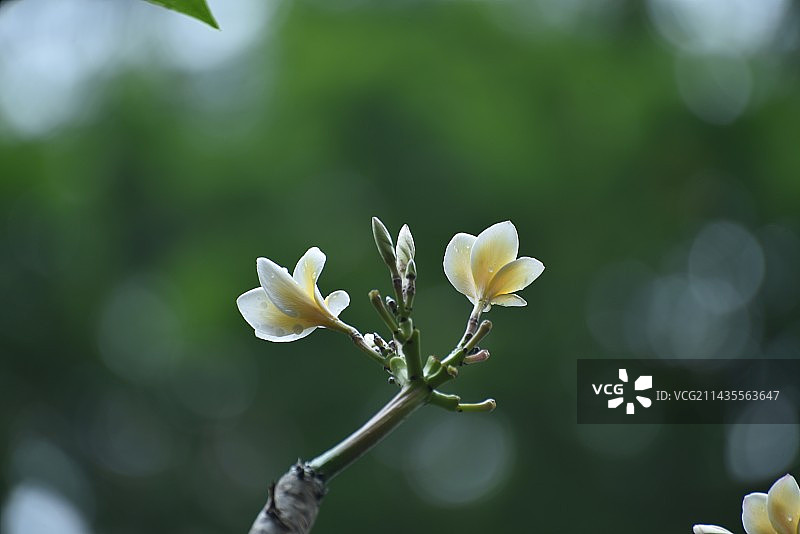 黄花鸡蛋花 在我国西双版纳以及东南亚一些国家，鸡蛋花被佛教寺院定为“五树六花”之一而被广泛栽植。图片素材