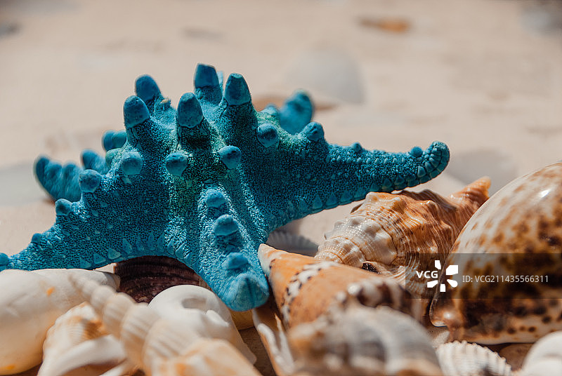 青蓝色的海星特写图片素材