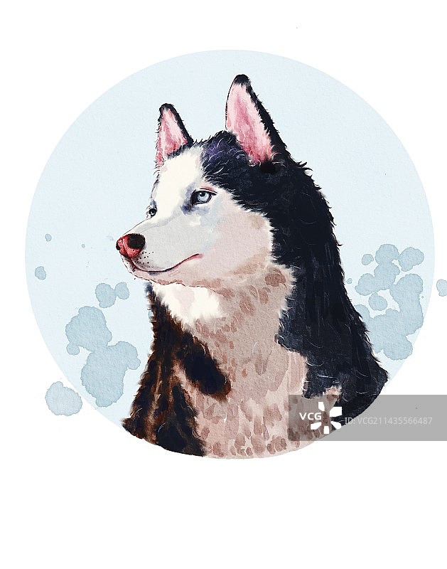 宠物头像 哈士奇图片素材